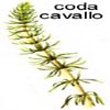 coda musina