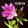 malva