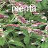 menta