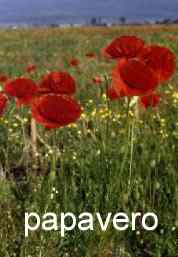 papavar