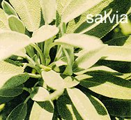 salvia