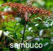 sambugar